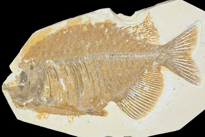 Bargain, Fossil Fish (Phareodus) - Green River Formation #119448